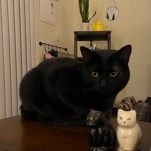 Meet your Posher, Amelia